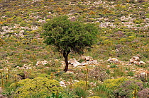 Crete - garrigue with Euphorbia, Ashodeline lutea and Olive tree