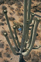 David Attenborough looking up at saguaro cactus in flower. On location for BBC series Private Life of Plants, 1993