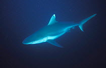 Female Blacktail Reef Shark (Carcharhinus wheeleri) Maldives