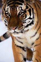 Siberian Tiger portrait (Panthera tigris altaica) captive