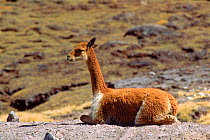 Vicuna (Lama vicugna). Lauca NP, Chile, South America