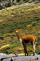 Vicuna (Lama vicugna) on the Altiplano, Lauca NP, Chile