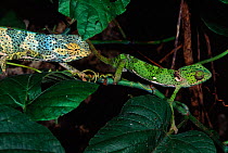 Male Flap necked chameleon chasing female, Zanzibar