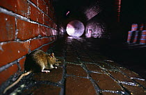 Brown rat {Rattus norvegicus} in sewer, captive
