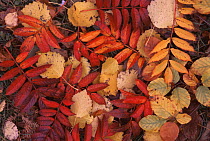 Mixture of fallen leaves in autumn colours, Scotland, UK