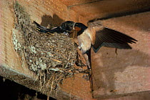 Barn Swallow feeding chicks at nest, England
