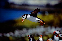 Puffin in flight, Farne Is (Fratercula arctica) Northumberland.