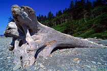Drift- wood, Olympic NP beach. Washington, USA
