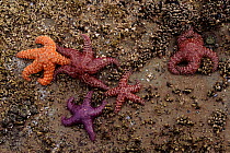 Seastars on the beach at low tide, Olympic NP, Washington, USA.