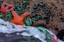 Ochre seastars on rocks along coast, Olympic NP, Washington, USA