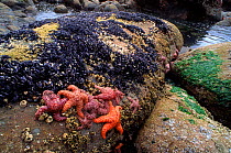 Ochre seastars uncovered  on rocks along coast at low tide, Olympic NP, Washington, USA
