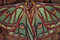 Spanish Moon moth wings close-up