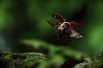 Common cockchafer (Maybug) in flight, Germany