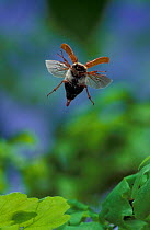 Common cockchafer / Maybug in flight (Melontha melontha) Germany