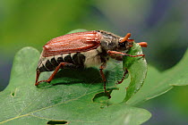 Common cockchafer (Maybug) feeding on oak leaf, Germany