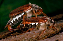 Common cockchafers (Maybug) (Melontha melontha) mating. Germany, Europe