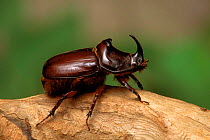 Rhinoceros beetle (Oryctes nasicornis) male. Germany, Europe