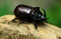 Male Rhinoceros beetle {Oryctes nasicornis} on wood, Germany