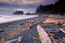 Drift-wood on Ruby Beach. Olympic NP, Washington, USA