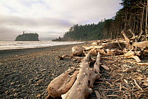 Drift wood on Ruby Beach after storm, Olympic NP, Washington State, USA