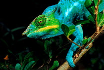 Panther chameleon,Madagascar, Montagne D'Ambre NP