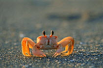 Fiddler crab on beach (Uca pugilator) Baja California, Central America