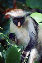 Kirk's red colobus monkey (Procolobus kirkii) in tree, Jozani Forest Reserve, Zanzibar, Tanzania