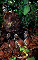 Kirk's colobus monkeys (Procolobus kirkii) eating charcoal from burnt tree, Zanzibar, Tanzania. Red colobus eat charcoal before foraging to neutralize poisons in their diet.