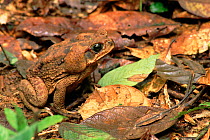 Giant (Marine) toad, Guanacaste NP, Costa Rica