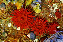 Beadlet anemone with periwinkles (Actinia equina) Mull, Scotland
