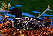 Great Northern Diver (Common Loon) on nest, USA