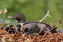 Great Northern Diver (Common loon) on nest, USA