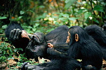 Year-old chimp begs for monkey meat from adult male. Tanzania Mahale Mountains {Pan troglodytes}