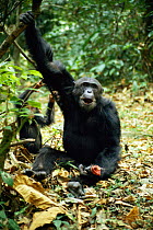 Adult male chimp eating monkey meat. (Pan troglodytes) Tanzania Mahale Mountains