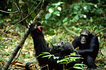 Adult male chimp eating leaves with monkey meat. Tanzania Mahale Mountains {Pan troglodytes }