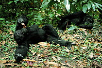 Male chimps relaxing - one eating monkey meat. Tanzania, Mahale Mountains {Pan troglodytes}