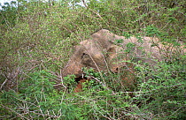 Indian elephant (Elephas maximus) feeding in scrub, Yala NP, Sri Lanka