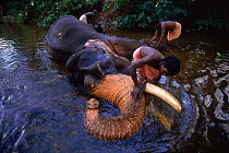 Indian Elephant {Elephas maximus} being washed by mahout Western Ghats, India. Lifesense