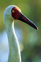 Great White / Siberian crane (Grus leucogeranus) head portrait, Bharatpur NP India.