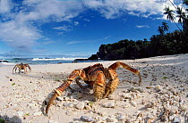 Coconut Crab on beach, Christmas Island, Indian Ocean.