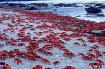 Masses of Christmas Island Red Crabs spawning on the beach.