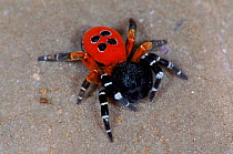 Ladybird spider male, Germany