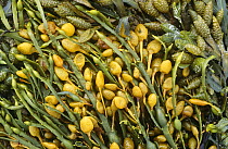 Knotted wrack seaweed (Ascophyllum nodosum) Scotland.