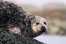 Common Seal at haul out. Islay Argyll, Scotland.
