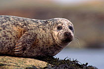 Common Seal at haul out. Islay, Argyll, Scotland.