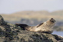 Common Seal {Phoca vitulina} at haul out, Islay Argyll, Scotland, UK
