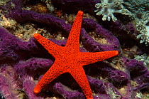 Starfish on sponge, South Pacific, Philippines.