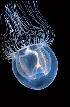Jellyfish - Bell Jelly in Pacific Ocean (Polyorchis sp) off California, USA