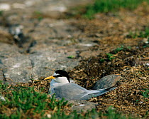 Little tern on nest, Sweden (Sternula albifrons)
