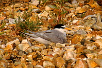 Little tern on nest, Hampshire, England